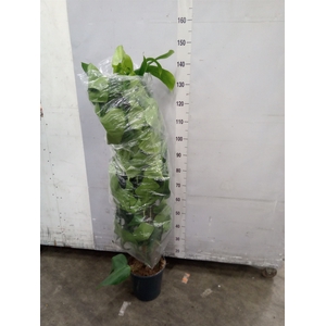 Monstera pertusum
