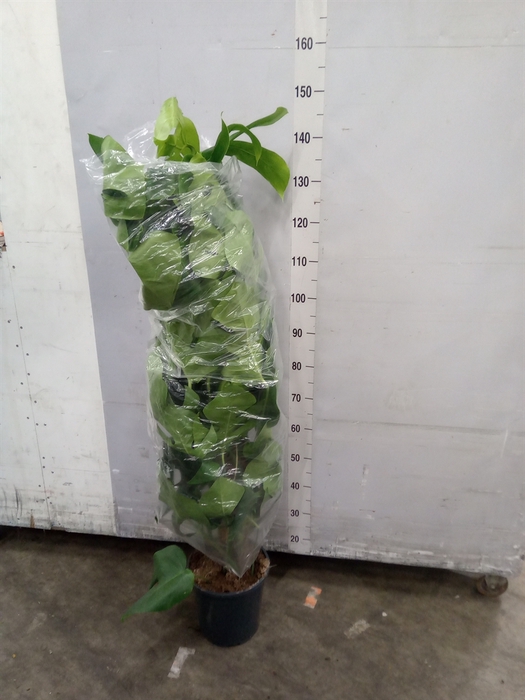 <h4>Monstera pertusum</h4>