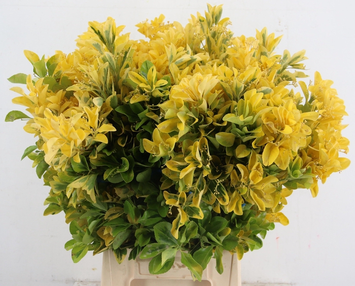 <h4>DECOGROEN OV BS</h4>