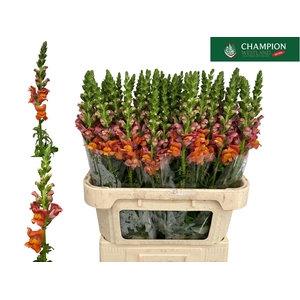 ANTIR POTOMAC DARK ORANGE ANTIR POT