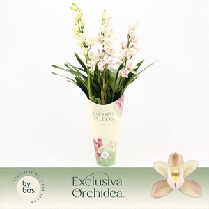 Cymbidium, Yuki 3-spike 'Exclusiva Orchidea' Potcover