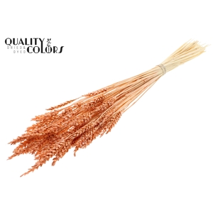 Triticum per bunch Intense Frosted Salmon