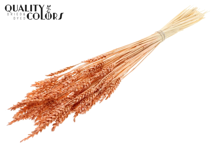 <h4>Triticum per bunch Intense Frosted Salmon</h4>