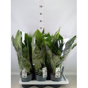 Spathiphyllum  'Diamond'