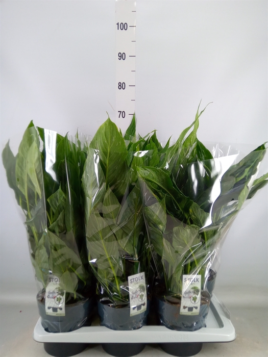 <h4>Spathiphyllum  'Diamond'</h4>
