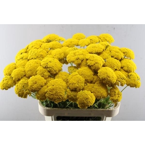 Achillea Park Variety X60 !!