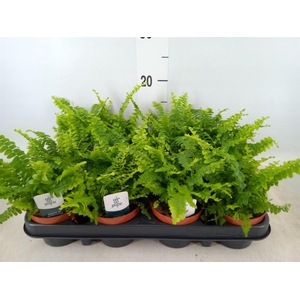 Nephrolepis exal. 'Green Lady'