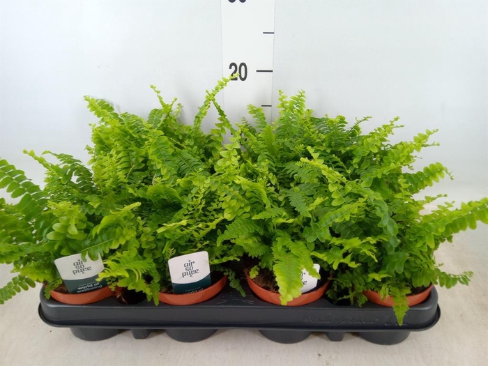<h4>Nephrolepis exal. 'Green Lady'</h4>