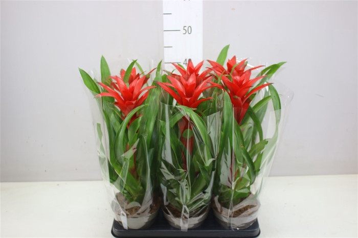<h4>Guzmania Brimstone</h4>