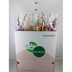 Phalaenopsis   ...mix