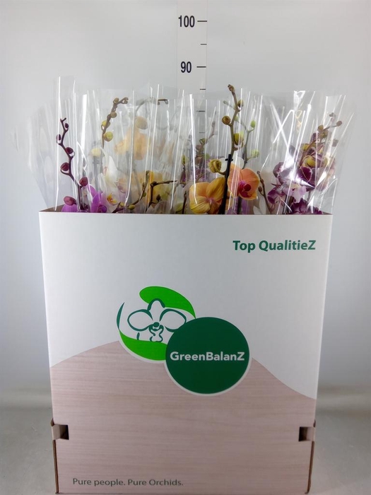 <h4>Phalaenopsis ...mix</h4>