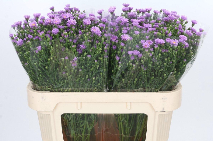 <h4>Aster Casarosa</h4>