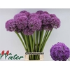 Allium Globemaster