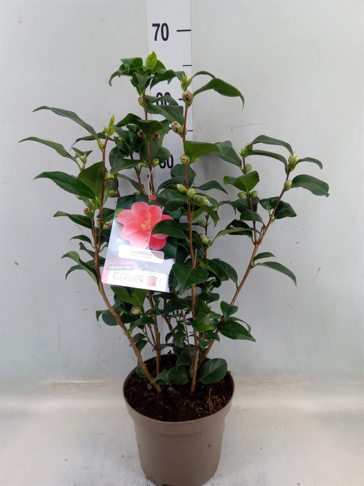 <h4>Camellia reticulata 'Mary Williams'</h4>