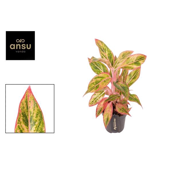 <h4>Aglaonema Jungle Nectarine</h4>