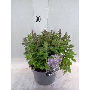 Nepeta faassenii