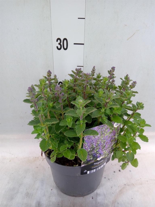 <h4>Nepeta faassenii</h4>