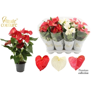 Anthurium 14 cm 3 color mix in Haute Couture sleeve