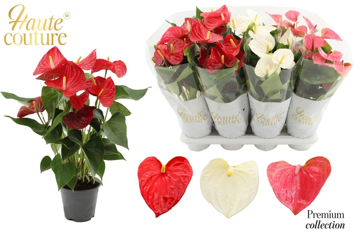 <h4>Anthurium 14 cm 3 color mix in Haute Couture sleeve</h4>