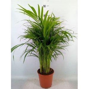 Dypsis lutescens   ...Chrysalidoca