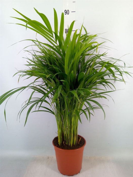 <h4>Dypsis lutescens   ...Chrysalidoca</h4>