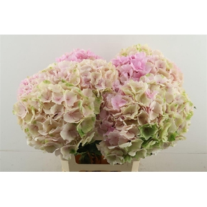 Hydr M Cl. Verena Pink 60-20