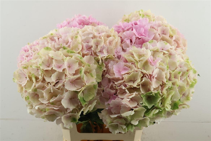 <h4>Hydr M Cl. Verena Pink 60-20</h4>