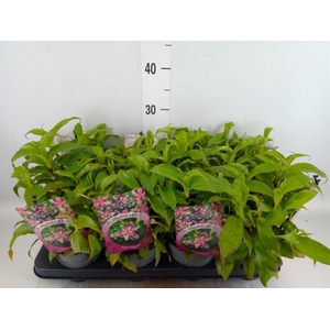Tricyrtis hirta