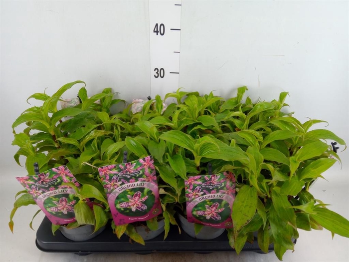 <h4>Tricyrtis hirta</h4>