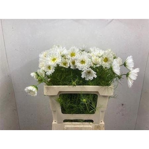 Cosmos Bipinnatus