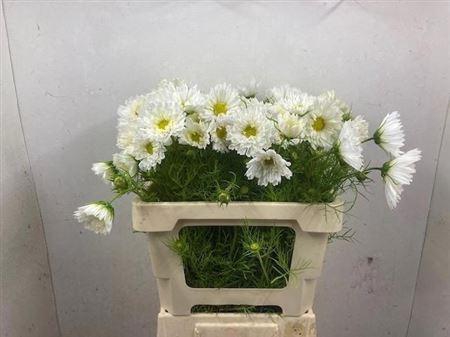 <h4>Cosmos Bipinnatus</h4>