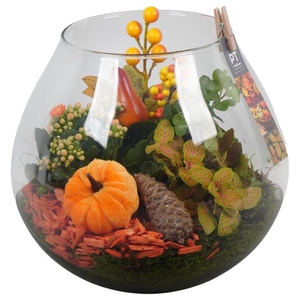 PTHG3379 Arrangementen kamerplanten
