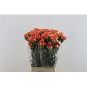 Di St Hermes Orange