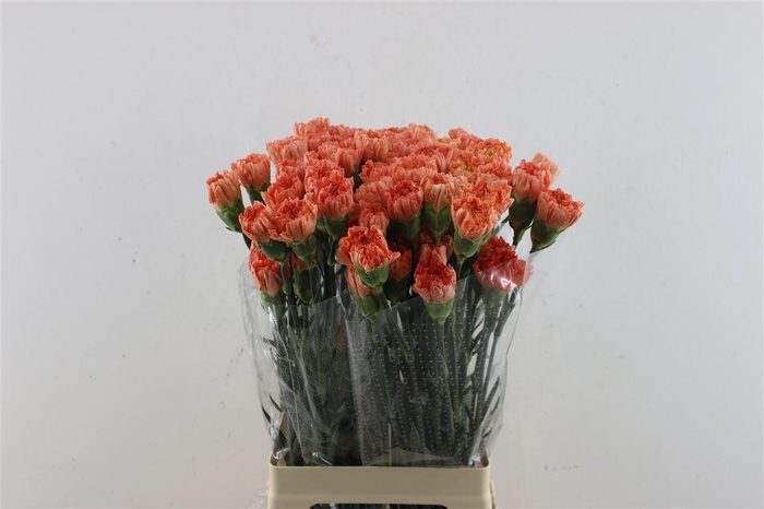<h4>Di St Hermes Orange</h4>