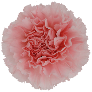 <h4>DIAN.ST. Doncel Colibri</h4>