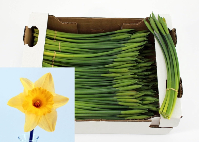 <h4>Narc T Stand Valu Bs</h4>