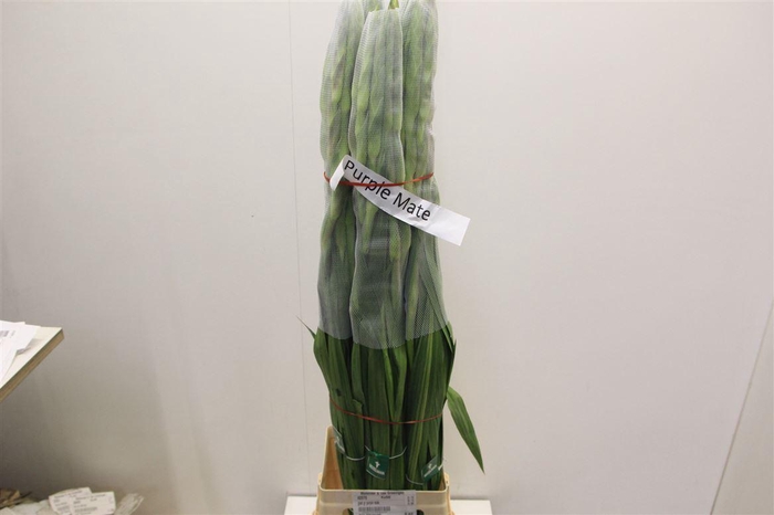 <h4>Glad Gr Purple Mate</h4>