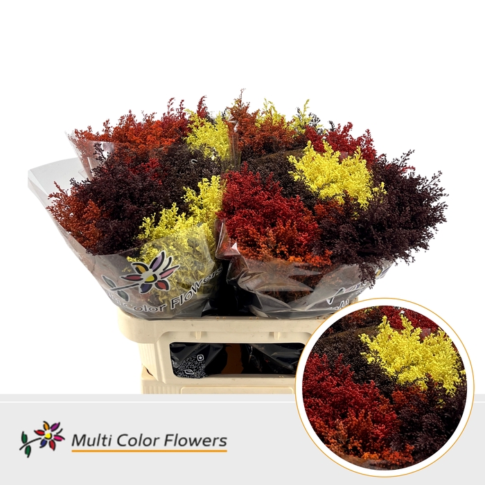 <h4>Solidago Herfst Mix</h4>