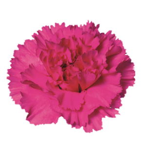 Di St Tiepolo Fuchsia Lavander 75cm CO