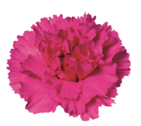 <h4>Di St Tiepolo Fuchsia Lavander 75cm CO</h4>