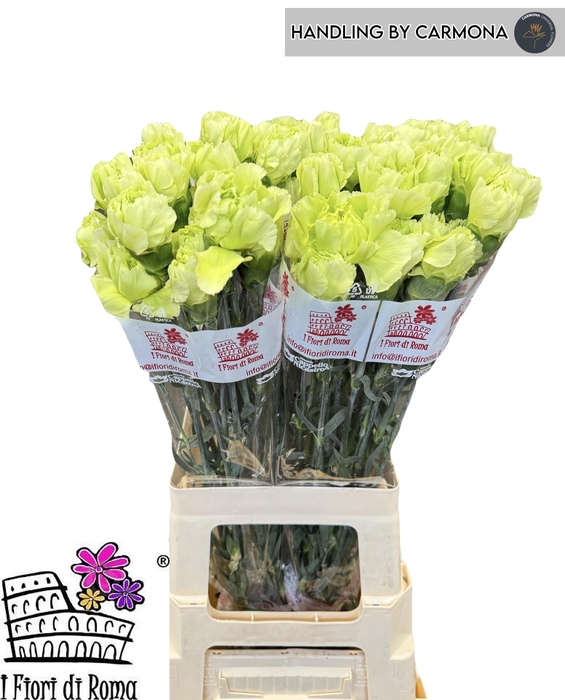 <h4>DI ST LADY MOE</h4>