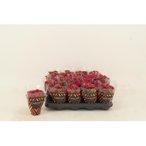 Kalanchoe Double Purple
