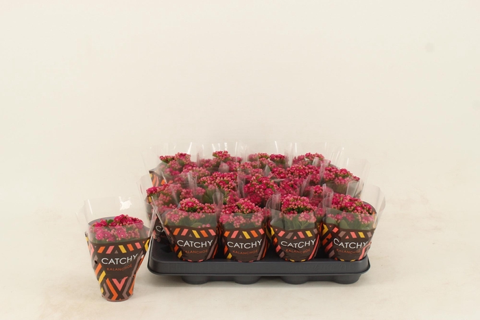 <h4>Kalanchoe Double Purple</h4>