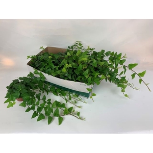 Hedera helix Mein Herz 13Ø 25cm 40cm