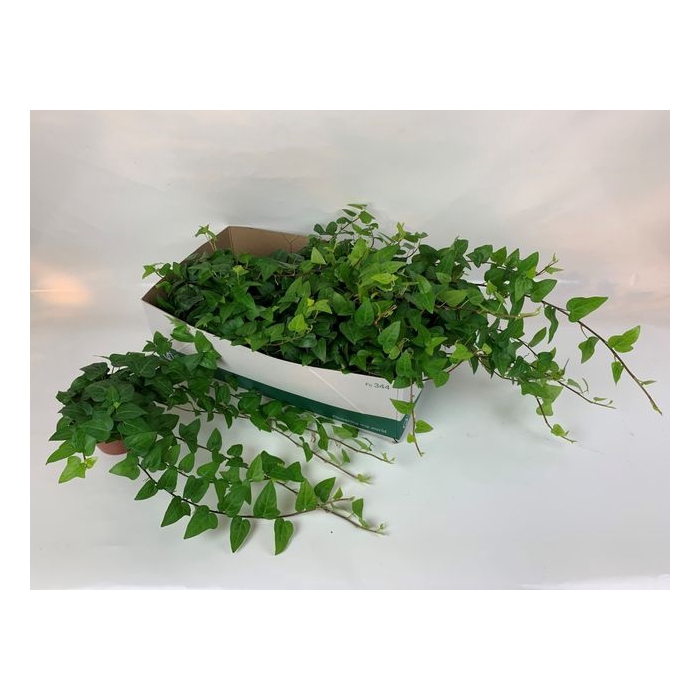 <h4>Hedera helix Mein Herz 13Ø 25cm 40cm</h4>