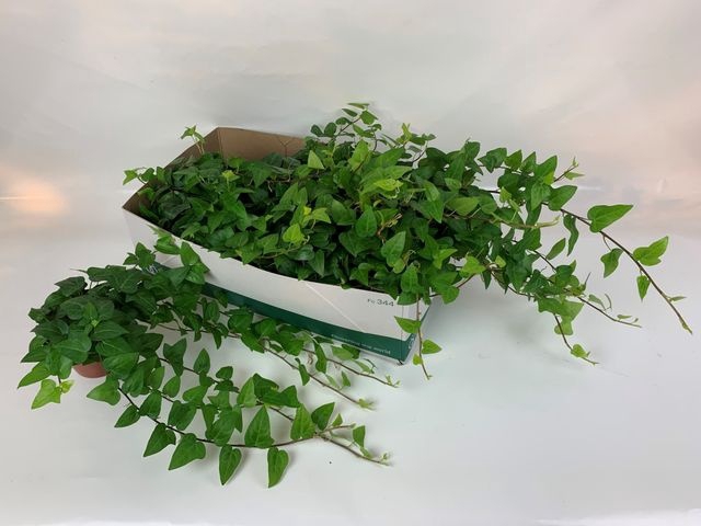 Hedera helix Mein Herz 13Ø 25cm 40cm