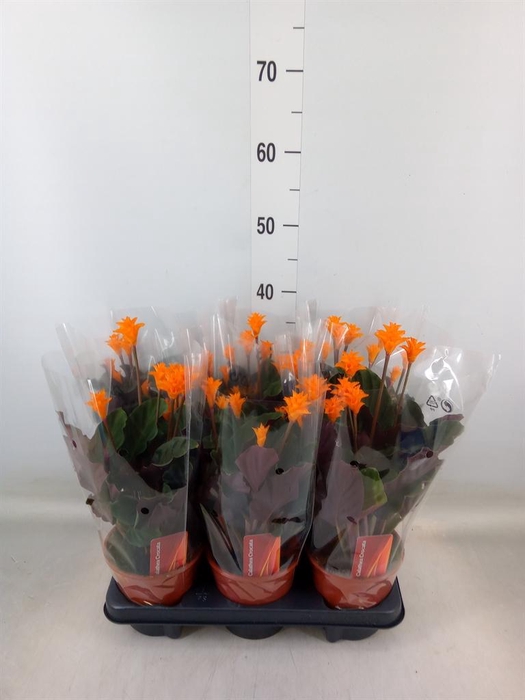 <h4>Calathea crocata</h4>