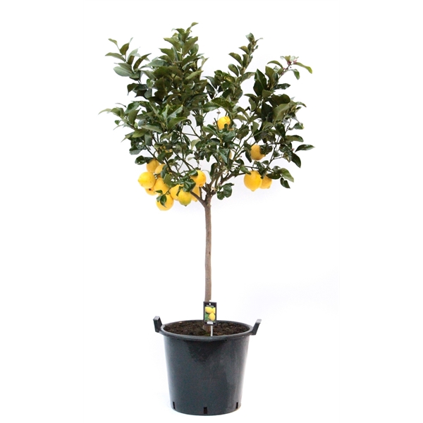<h4>Citrus Lemon</h4>