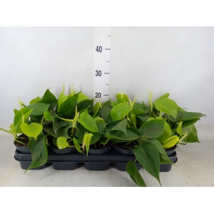 Philodendron scand.