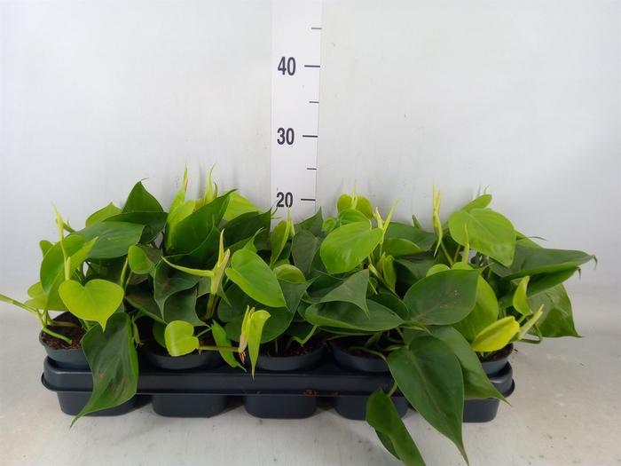 <h4>Philodendron scand.</h4>